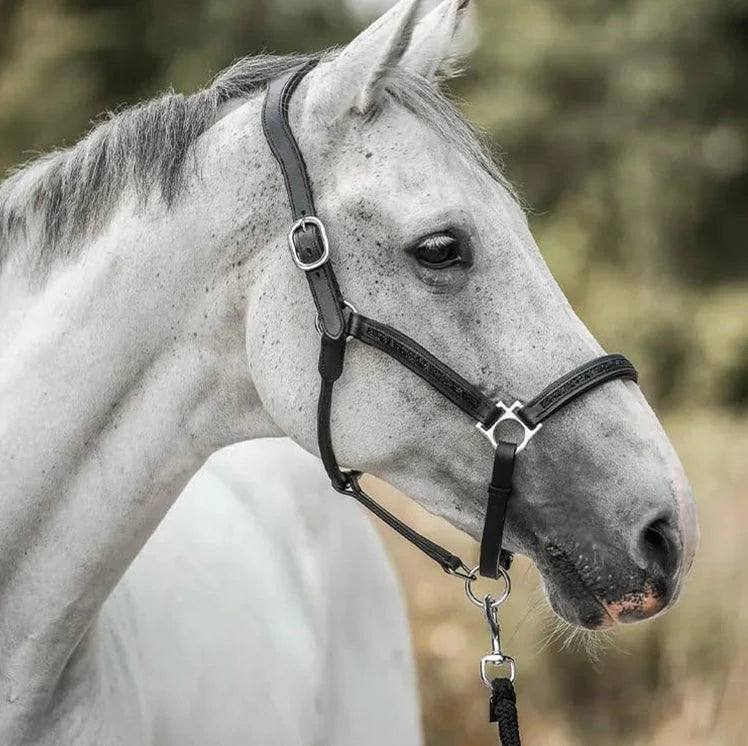 Advent Calendar For Horses | 24 Surprises For Your Horse